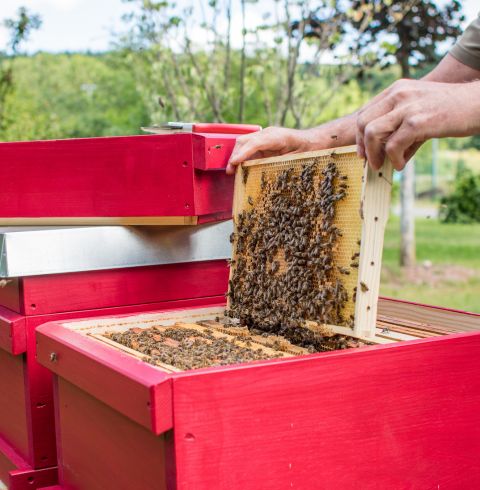 Bienenvolk Bienenwaben