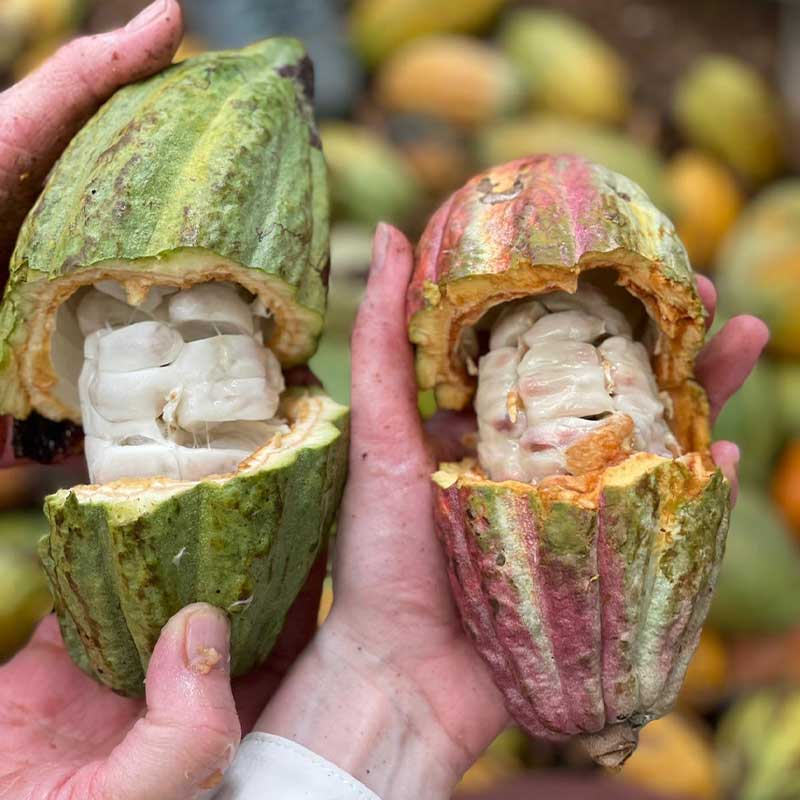 Kakaofrüchte in der Hand